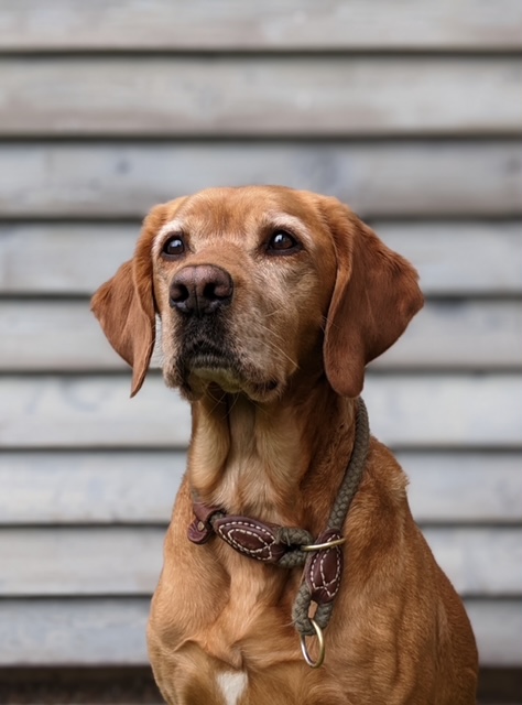 Bild vergrößern: Portraitfoto des Hundes für die die tiergestützte Pädagogik